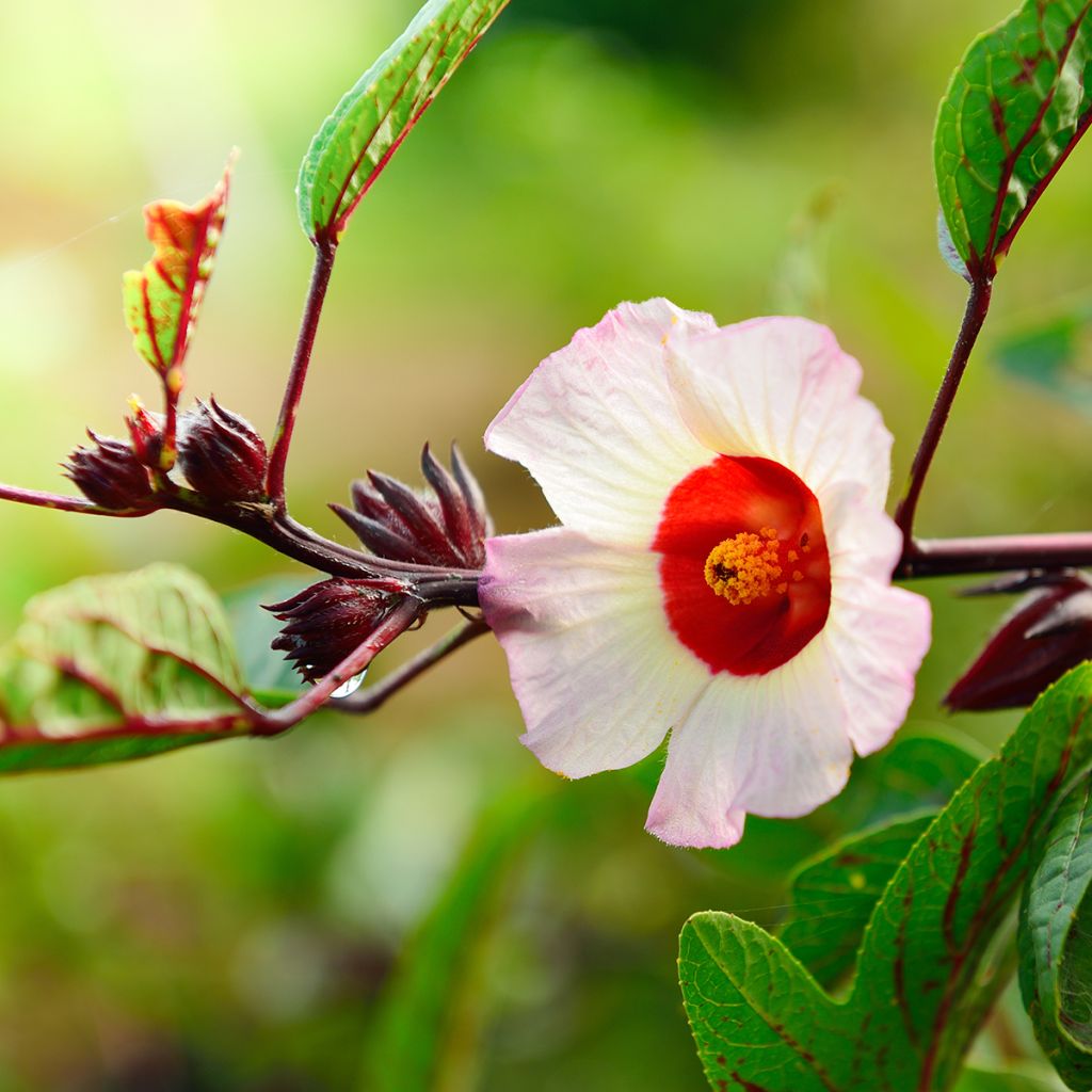 Fleurs de bissap (hibiscus) blanc séchées bio - Racines