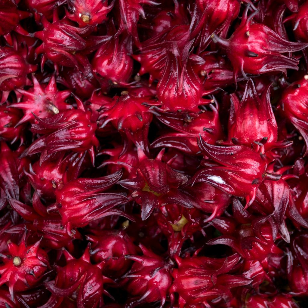 Graines d'Oseille de Guinée - Hibiscus sabdariffa 