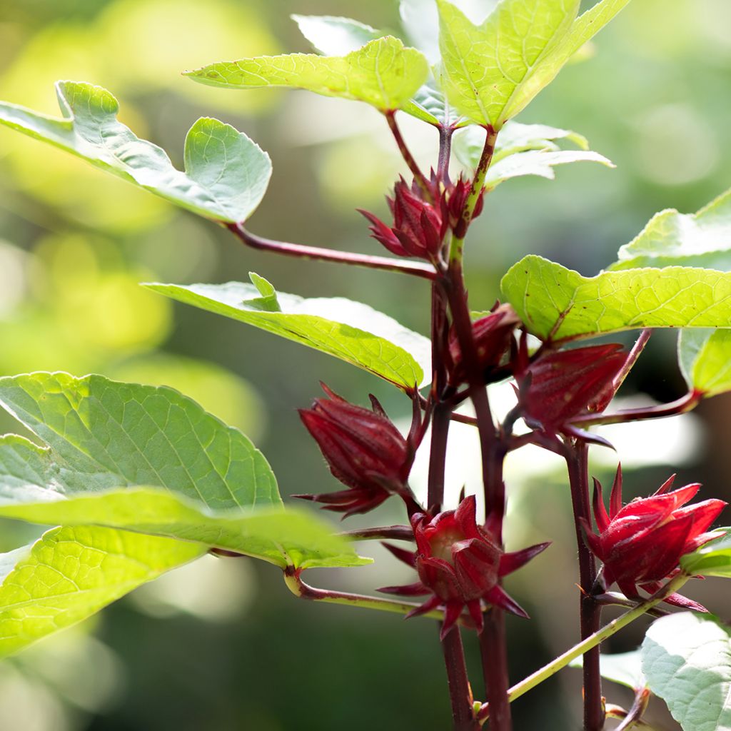 10 graines Hibiscus sabdariffa (Grosey péyi, Bissap, Karkadé, Oseille de  Guinée)