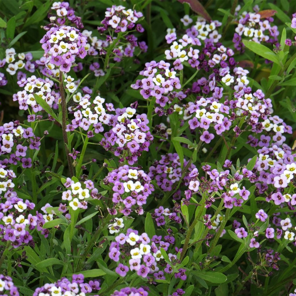 Graines d'Alysse odorant Royal Carpet - Lobularia maritima