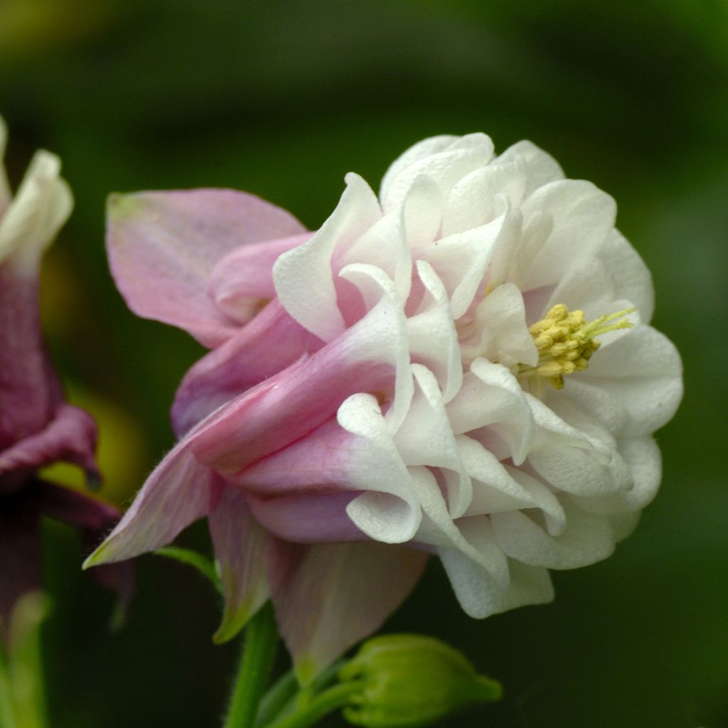 Graines d'ancolie des jardins Pink Petticoat - Aquilegia vulgaris