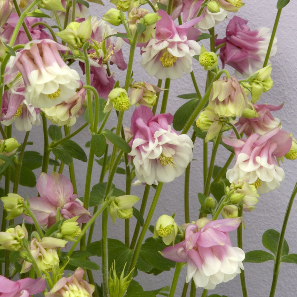 Graines d'ancolie des jardins Pink Petticoat - Aquilegia vulgaris