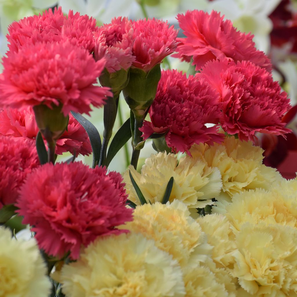 Graines d'oeillet des Fleuristes Bananaberry Fizz - Dianthus caryophyllus