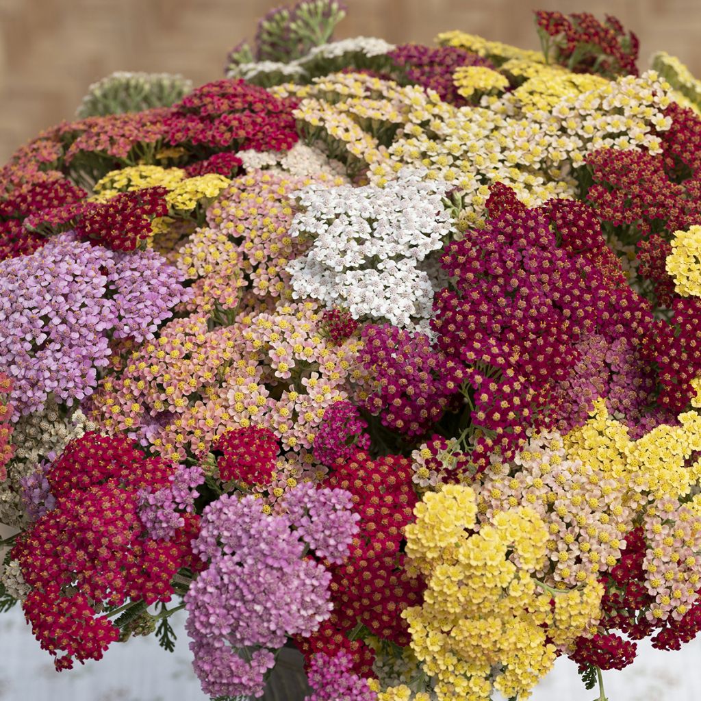 Graines d'Achillée millefolium Flowerburst Fruitbowl