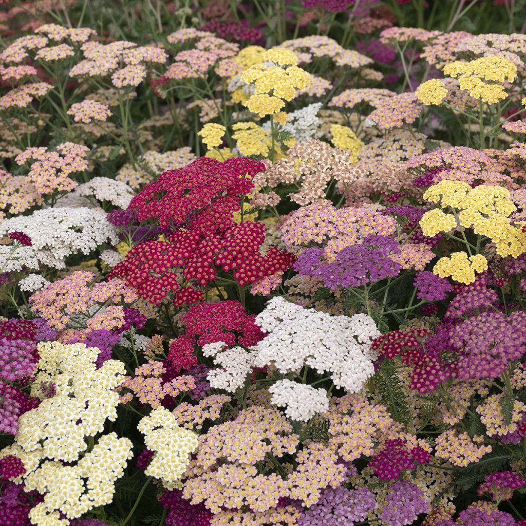 Graines d'Achillée millefolium Flowerburst Fruitbowl