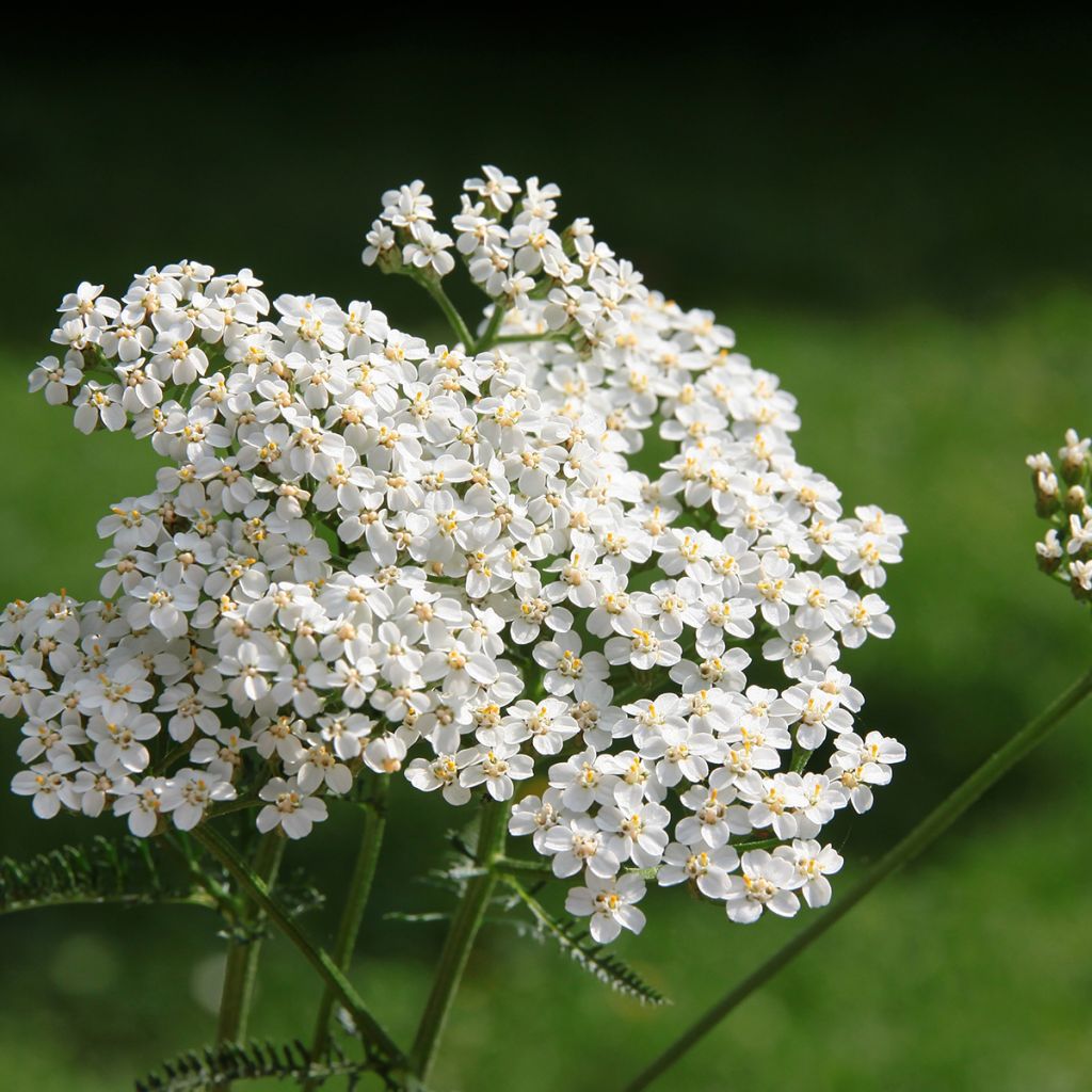 Graines d'Achillée millefeuille blanche - Achillea millefolium