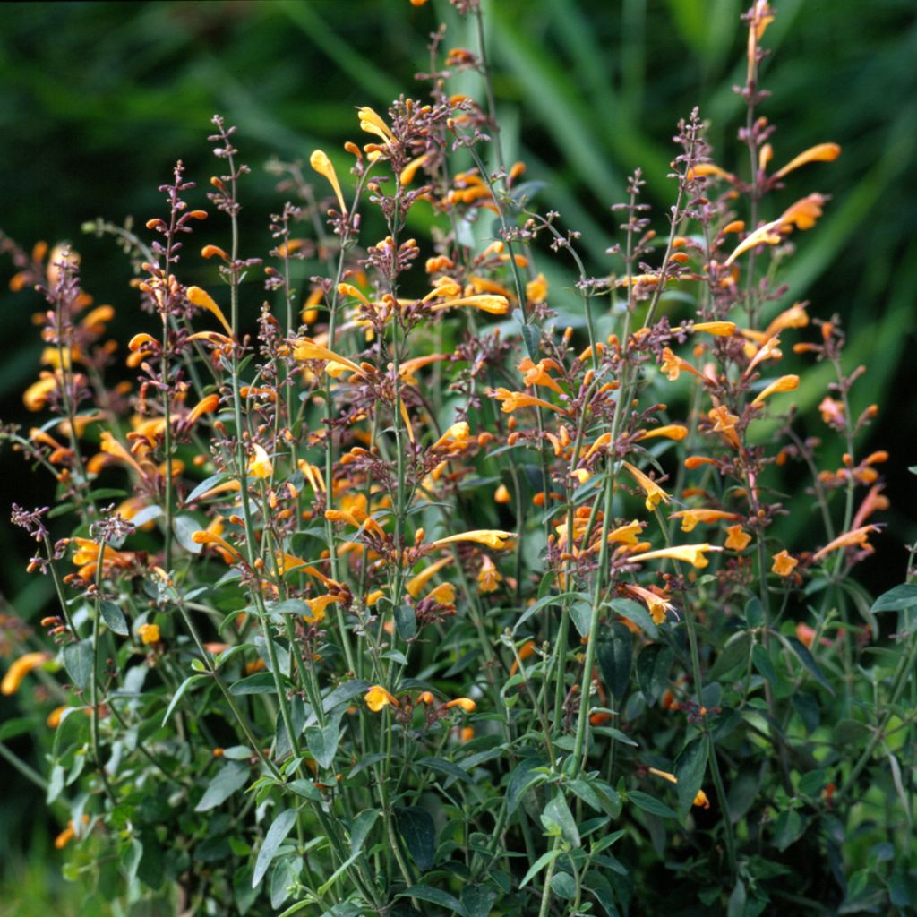 Graines d'Agastache aurantiaca Navajo Sunset