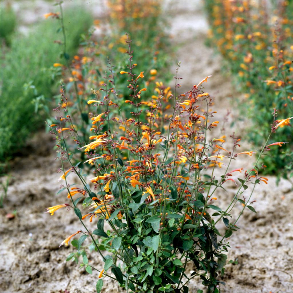 Graines d'Agastache aurantiaca Navajo Sunset