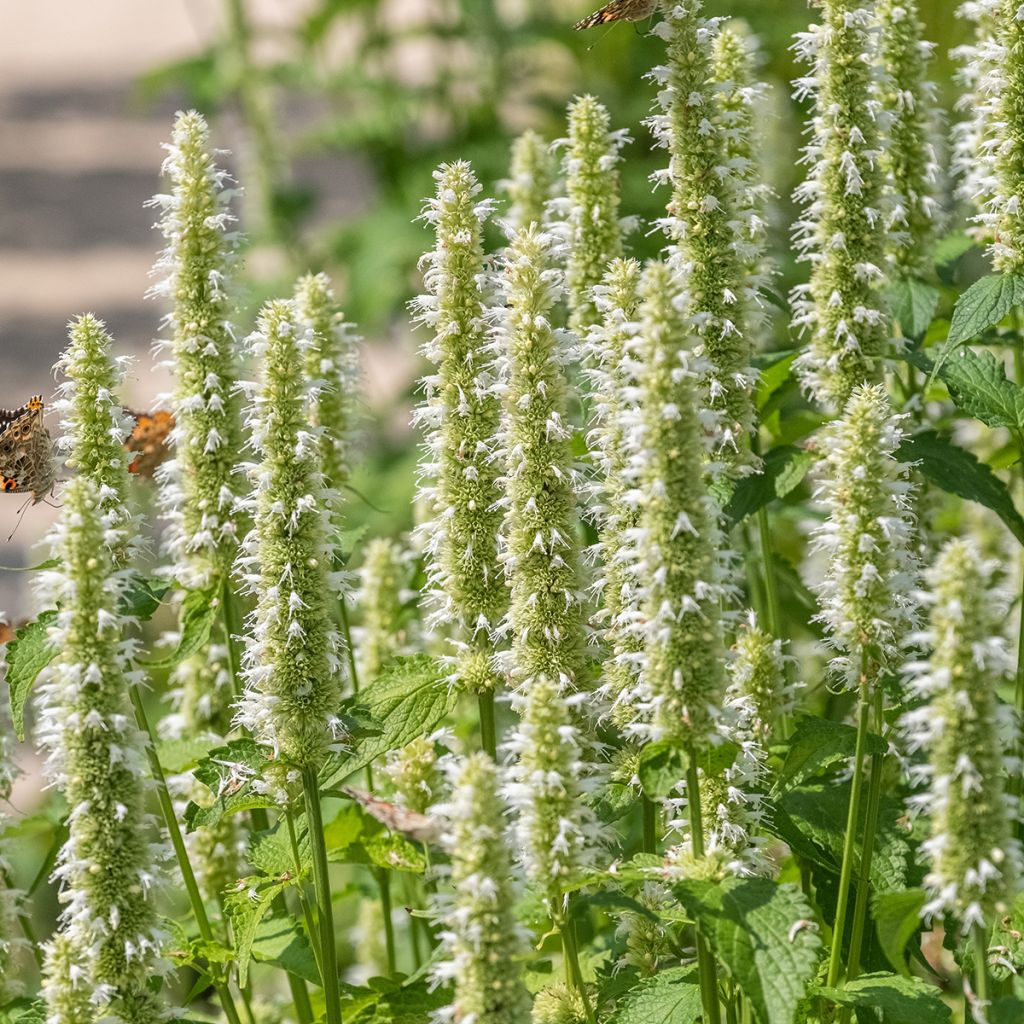 Graines d'Agastache rugosa Alabaster