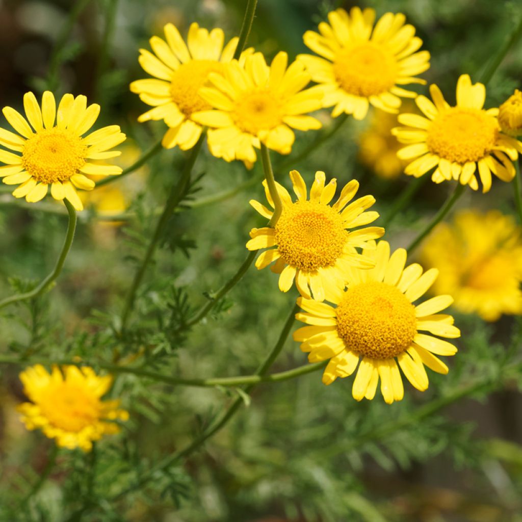 Graines d'Anthémis des teinturiers Kelwayi - Anthemis tinctoria