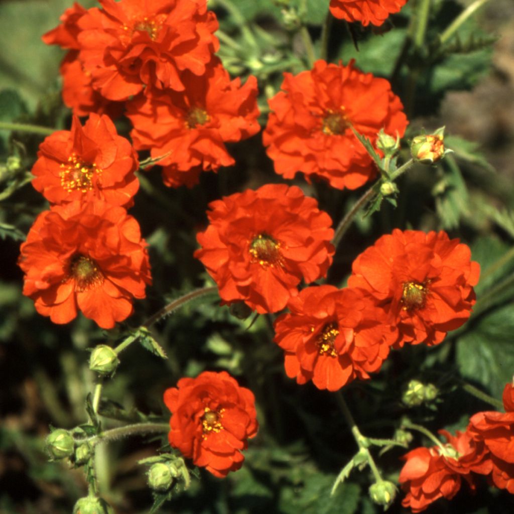 Graines de Benoîte Red Dragon - Geum chiloense