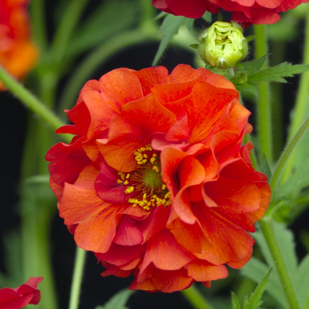 Graines de Benoîte Red Dragon - Geum chiloense