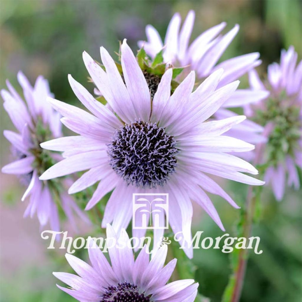 Graines de Berkheya purpurea - Chardon sud-africain pourpre