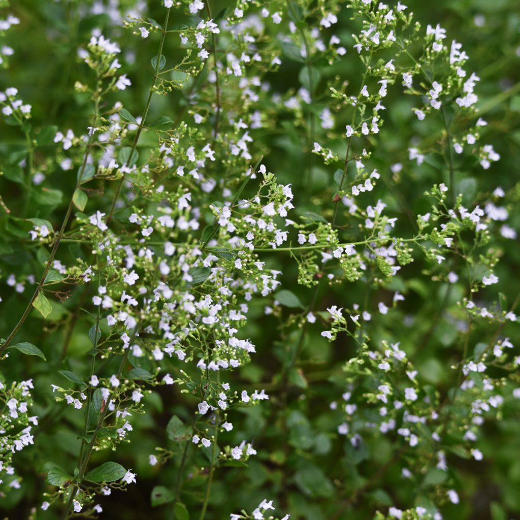 Graines de Calament - Calamintha nepeta