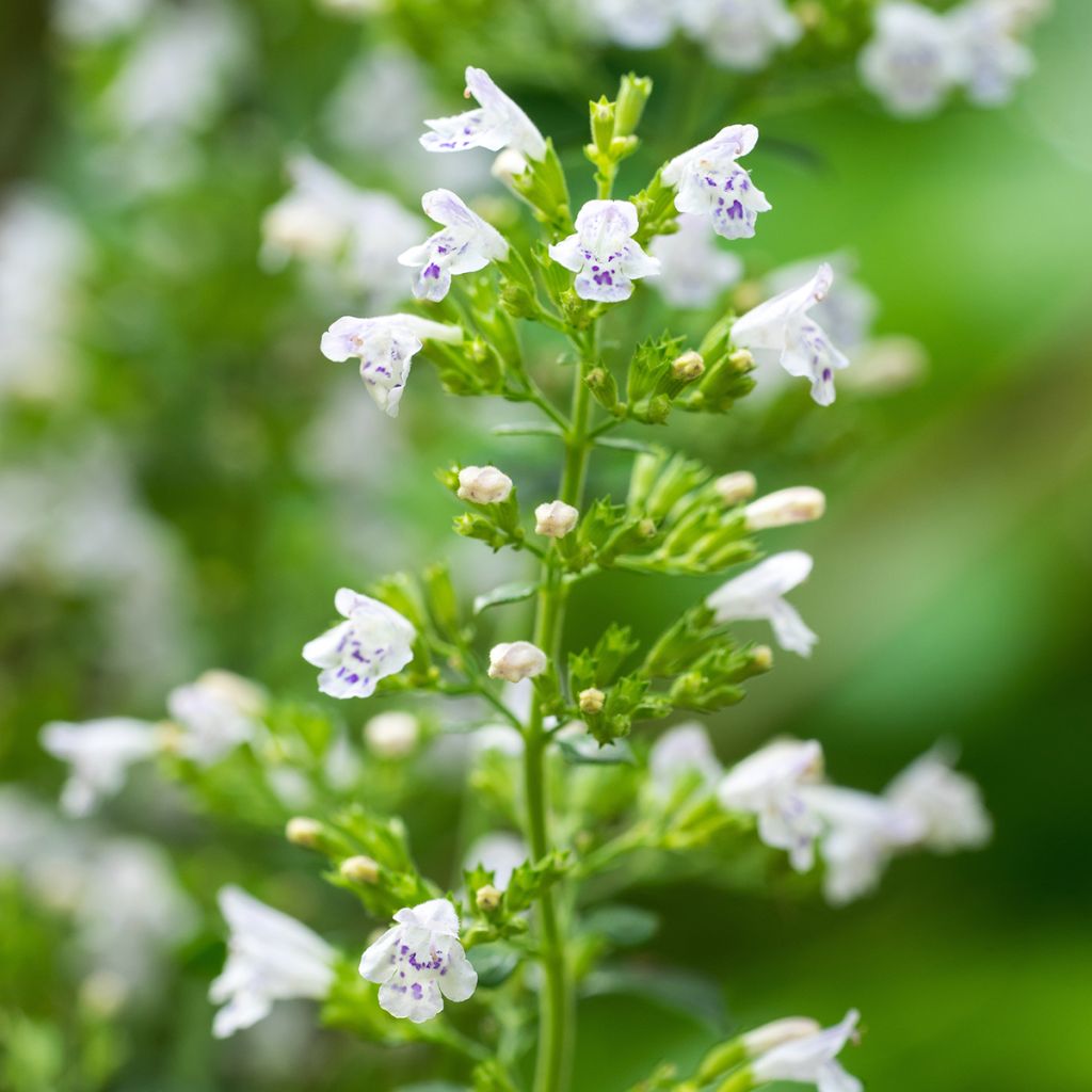 Graines de Calament - Calamintha nepeta