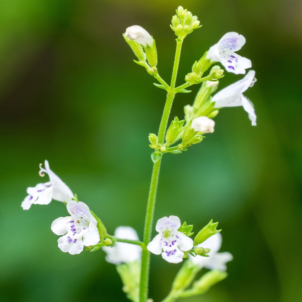 Graines de Calament - Calamintha nepeta