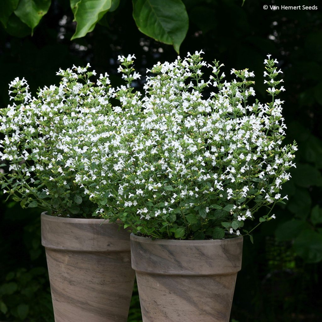 Graines de Calament Marvelette White - Calamintha nepeta