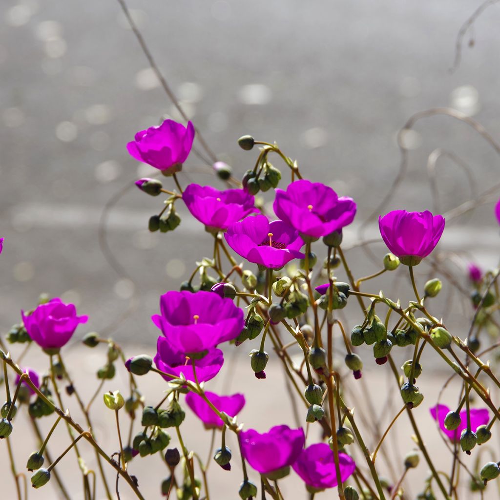 Graines de Calandrinia Ruby Tuesday