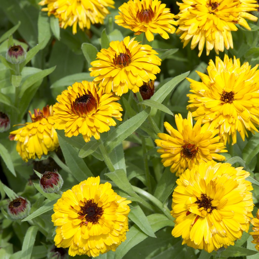 Graines de Calendula officinalis Bull's Eye - Souci des jardins