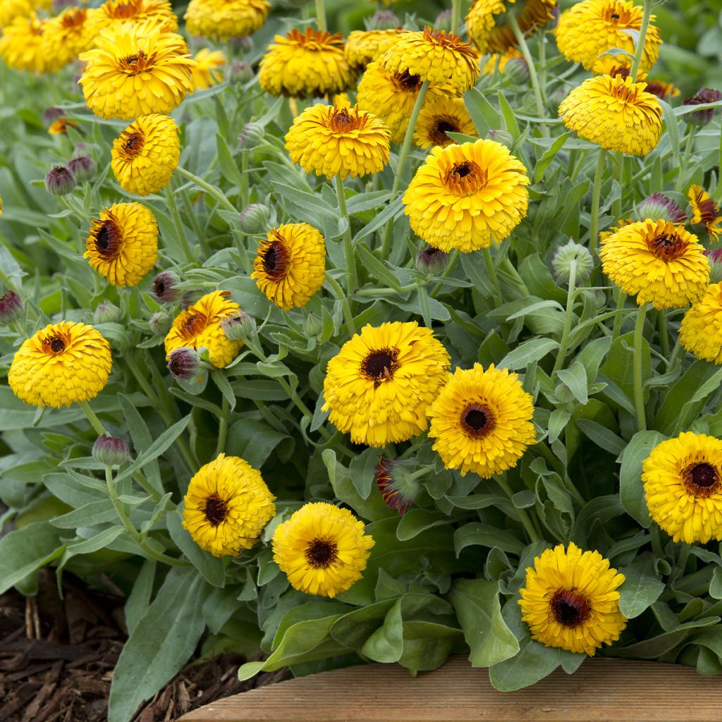 Graines de Calendula officinalis Bull's Eye - Souci des jardins