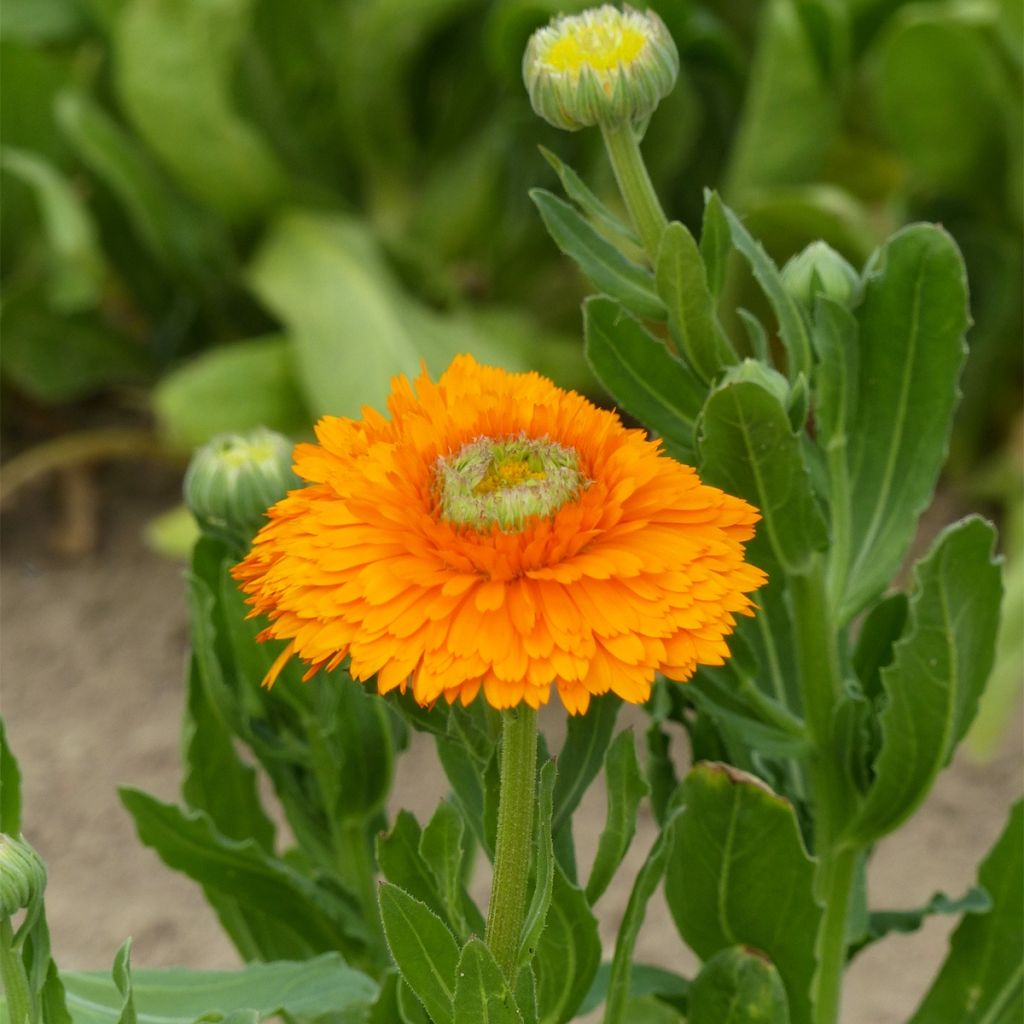 Graines de Calendula officinalis Ollioules Orange Greenheart  - Souci des Jardins