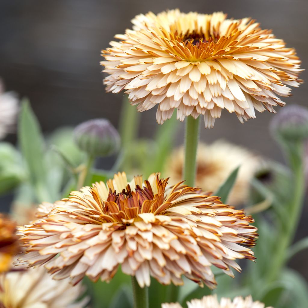 Graines de Calendula officinalis Pygmy Buff - Souci des jardins