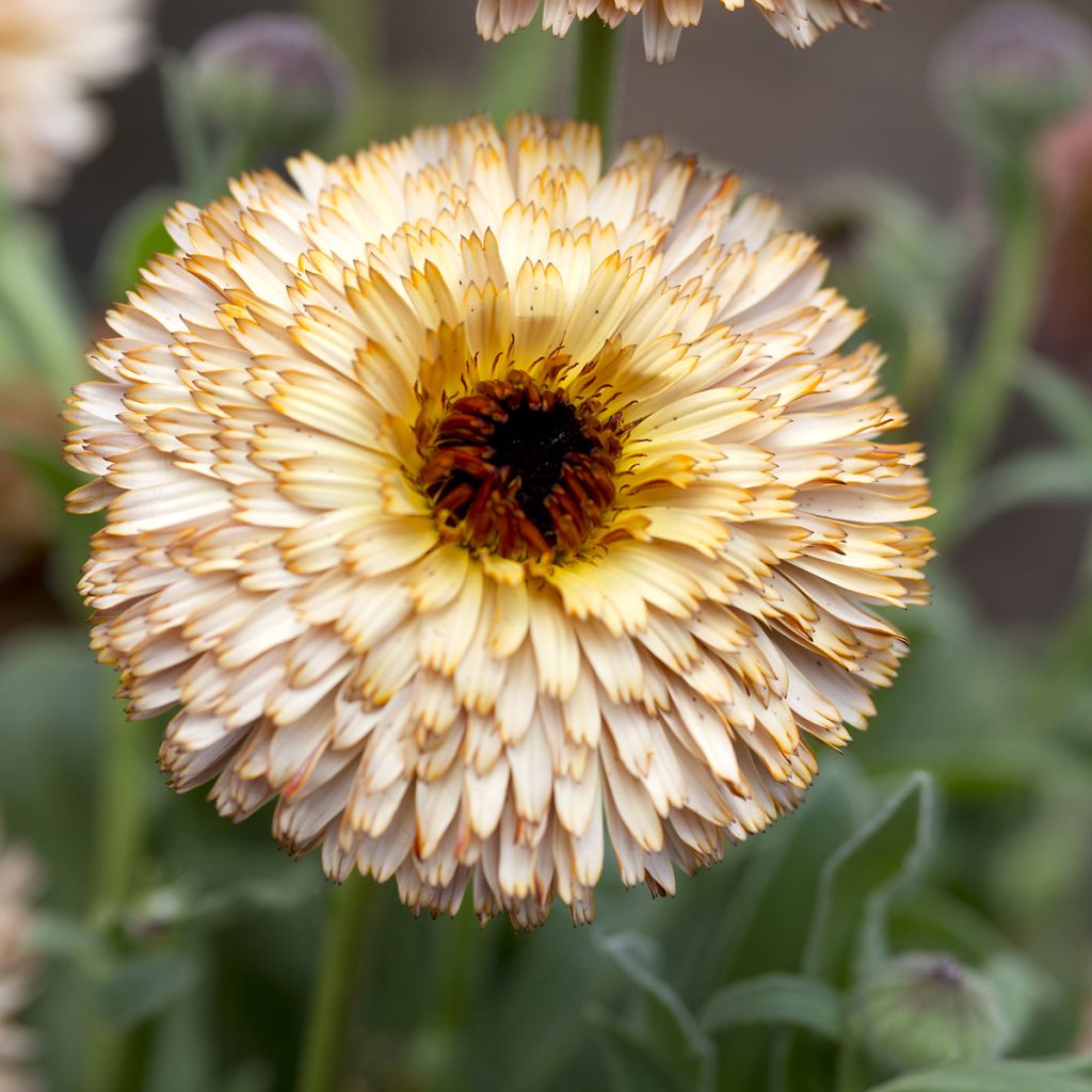 Graines de Calendula officinalis Pygmy Buff - Souci des jardins