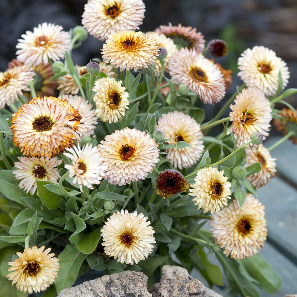 Graines de Calendula officinalis Pygmy Buff - Souci des jardins