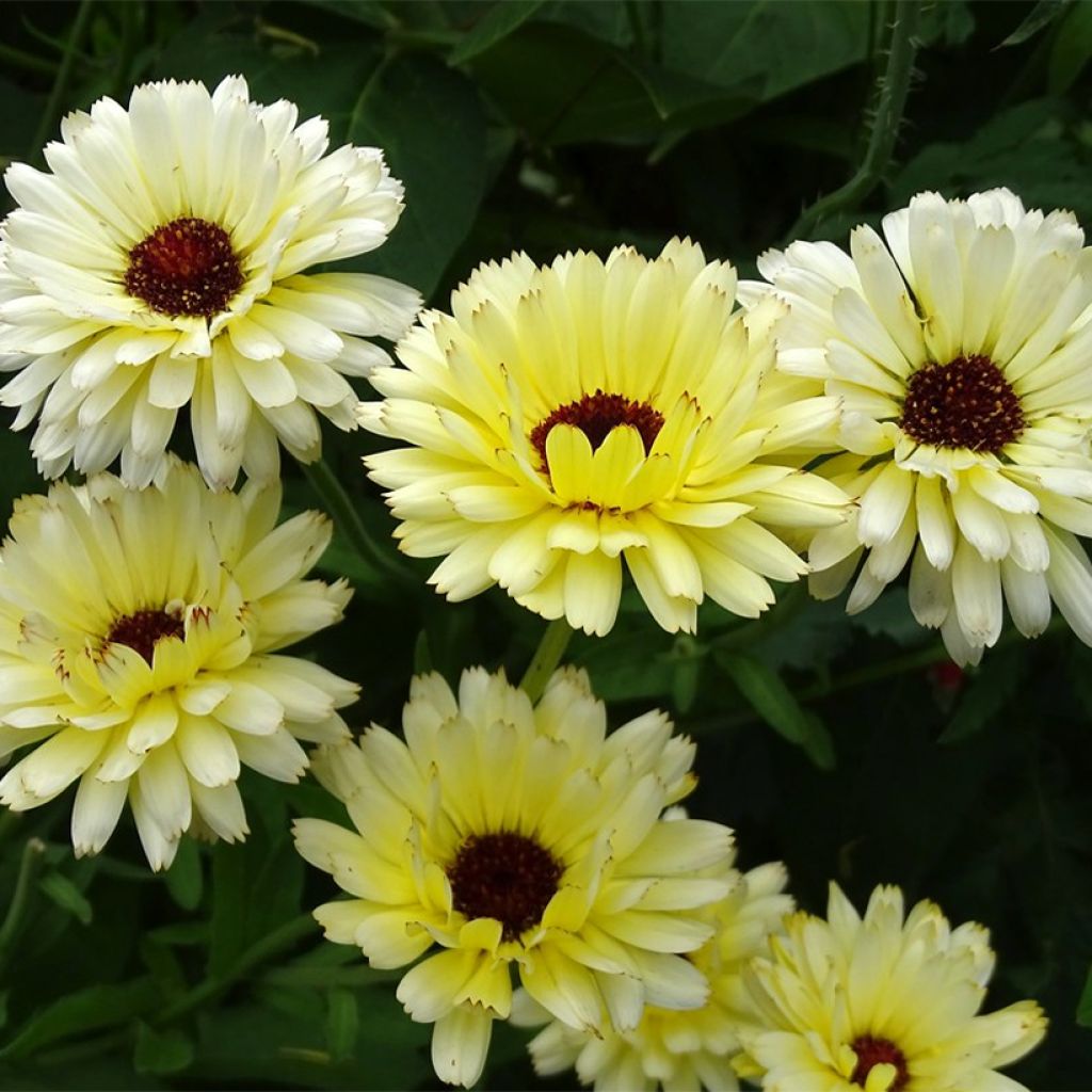 Graines de Calendula officinalis Snow Princess - Souci des Jardins