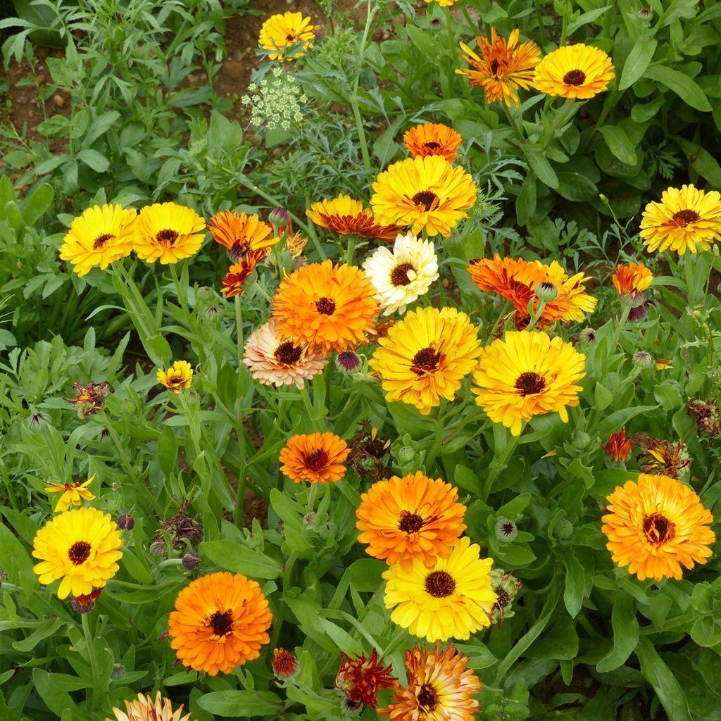 Graines de Calendula officinalis Touch Of Red Mixed - Souci des Jardins