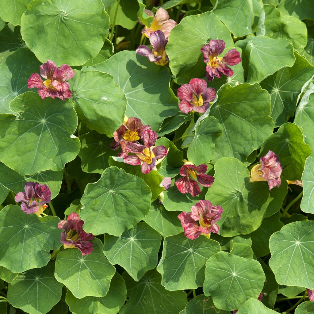 Graines de Capucine grimpante Purple Emperor - Tropaeolum majus 