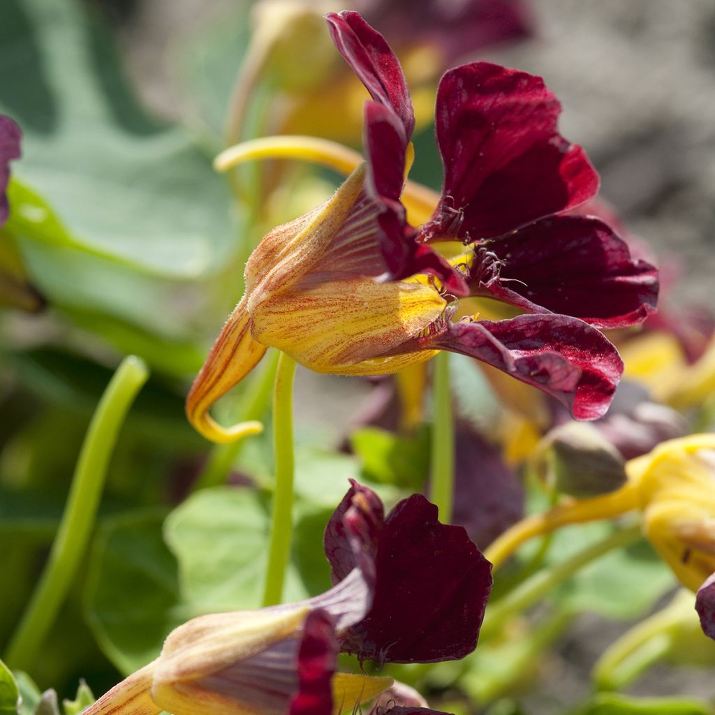 Graines de Capucine grimpante Purple Emperor - Tropaeolum majus 