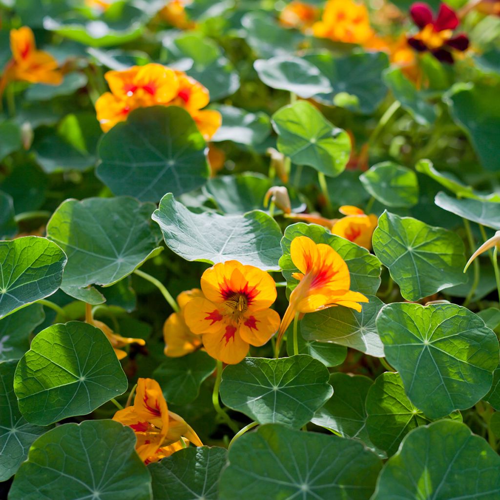 Graines de Capucine grimpante à fleurs doubles - Tropaeolum majus