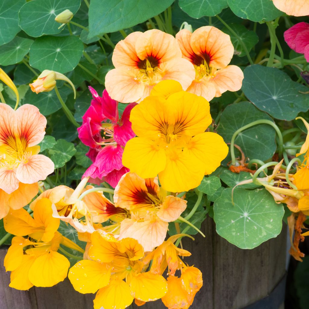 Graines de Capucine grimpante à fleurs doubles - Tropaeolum majus