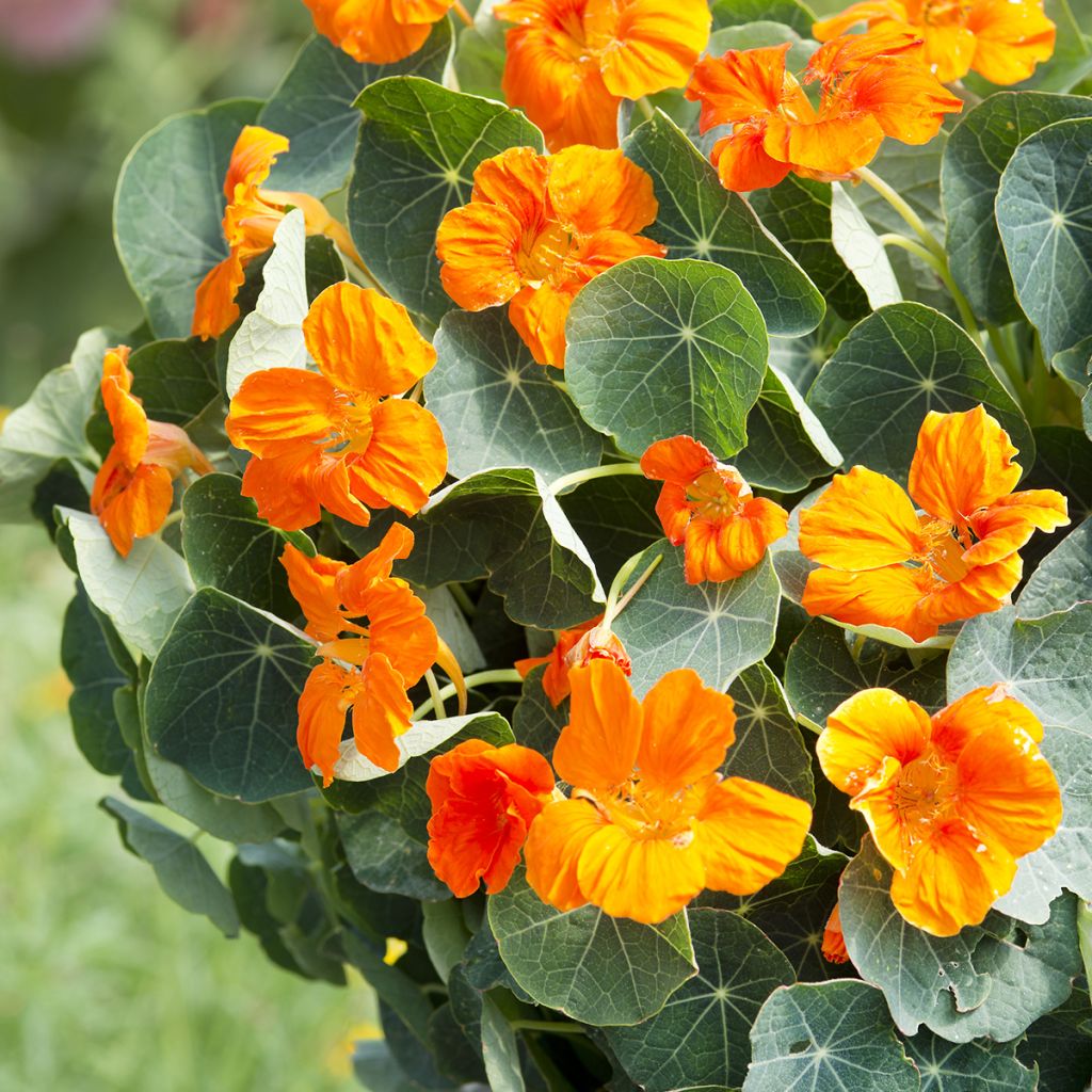 Graines de Capucine naine Baby Orange - Tropaeolum minus