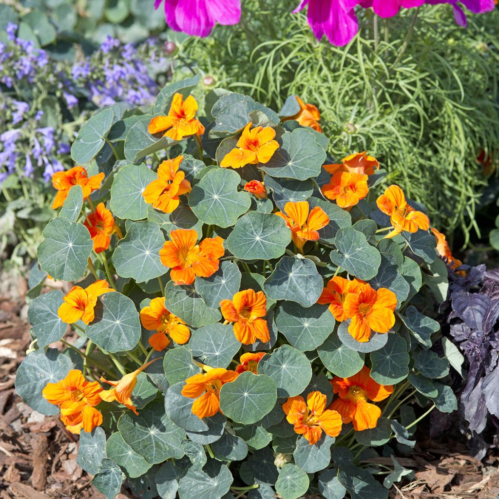 Graines de Capucine naine Baby Orange - Tropaeolum minus