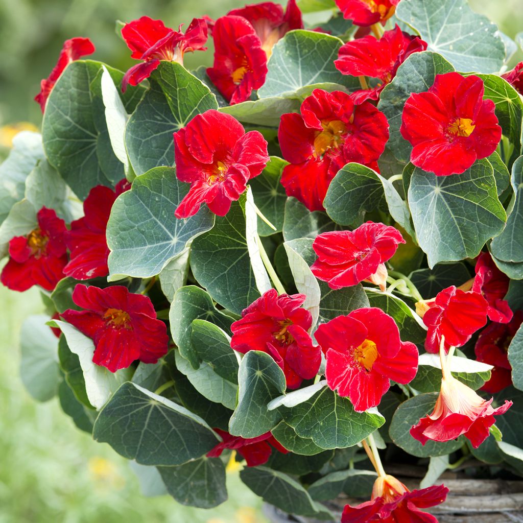 Graines de Capucine naine Baby Red - Tropaeolum minus