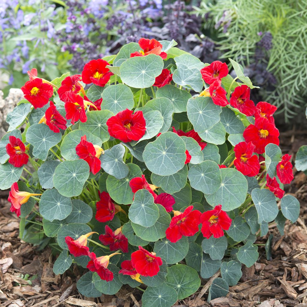 Graines de Capucine naine Baby Red - Tropaeolum minus