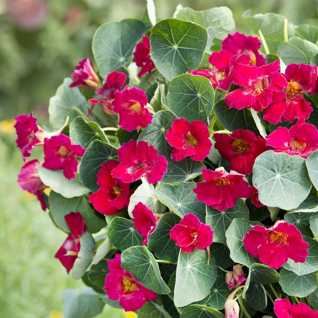 Graines de Capucine naine Baby Rose - Tropaeolum minus