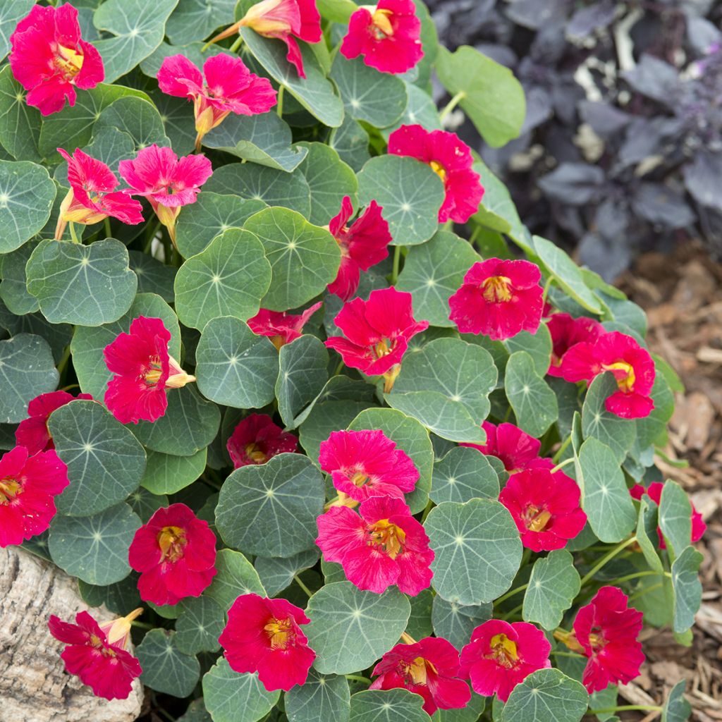 Graines de Capucine naine Baby Rose - Tropaeolum minus