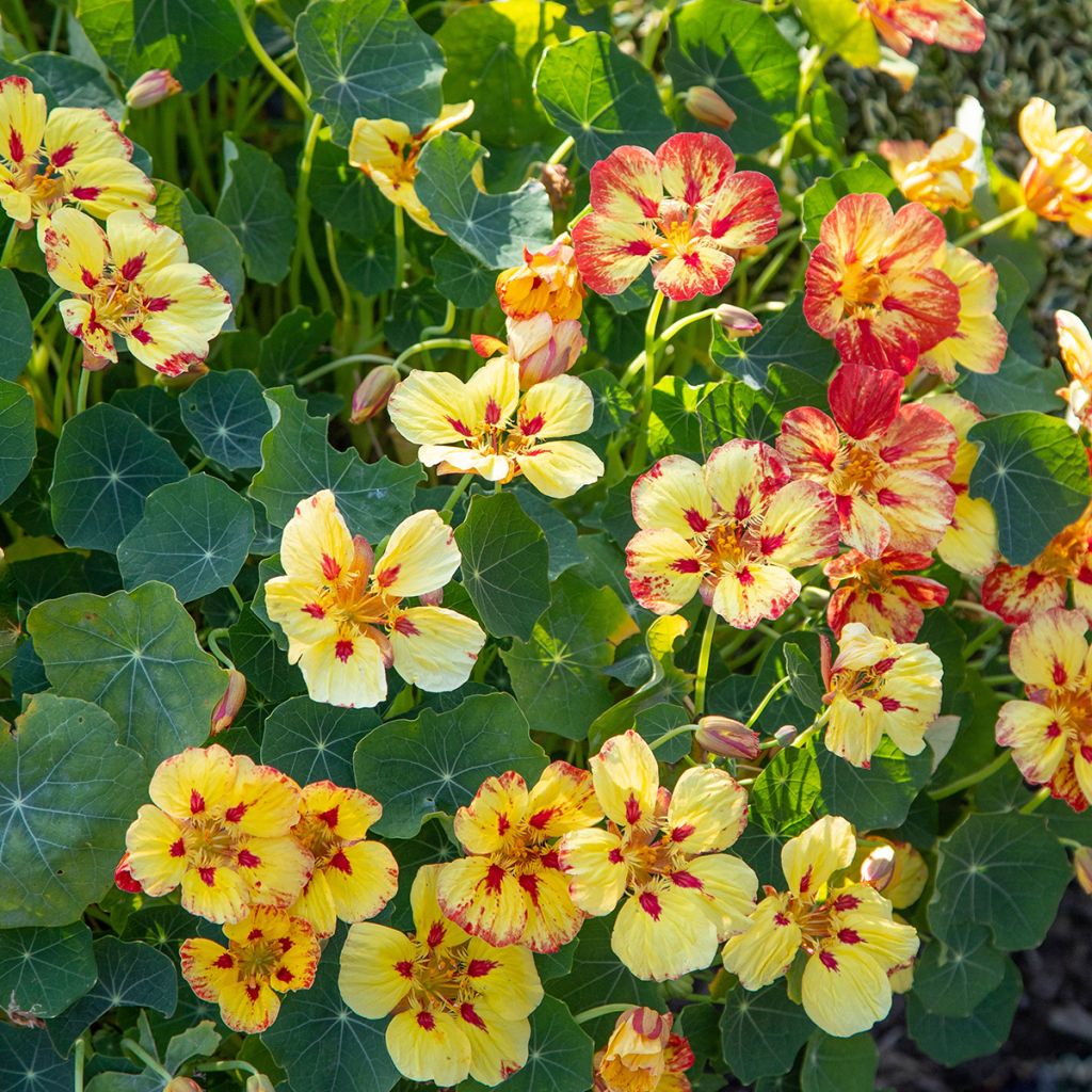 Graines de Capucine naine Ice Cream Sundae - Tropaeolum