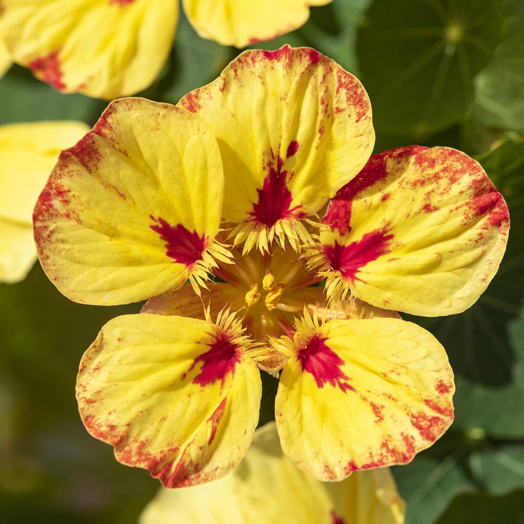 Graines de Capucine naine Ice Cream Sundae - Tropaeolum