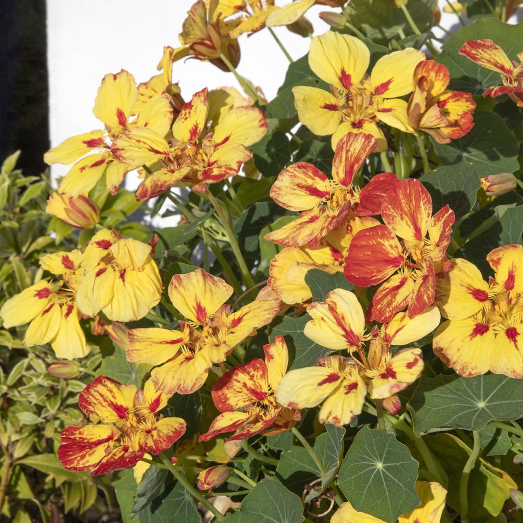 Graines de Capucine naine Ice Cream Sundae - Tropaeolum