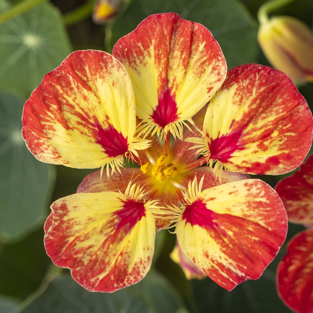 Graines de Capucine naine Ice Cream Sundae - Tropaeolum