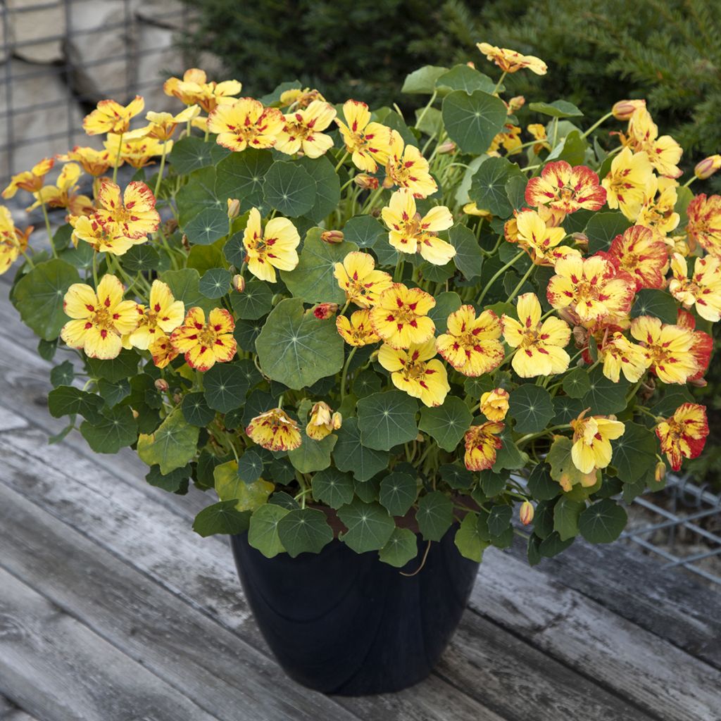 Graines de Capucine naine Ice Cream Sundae - Tropaeolum