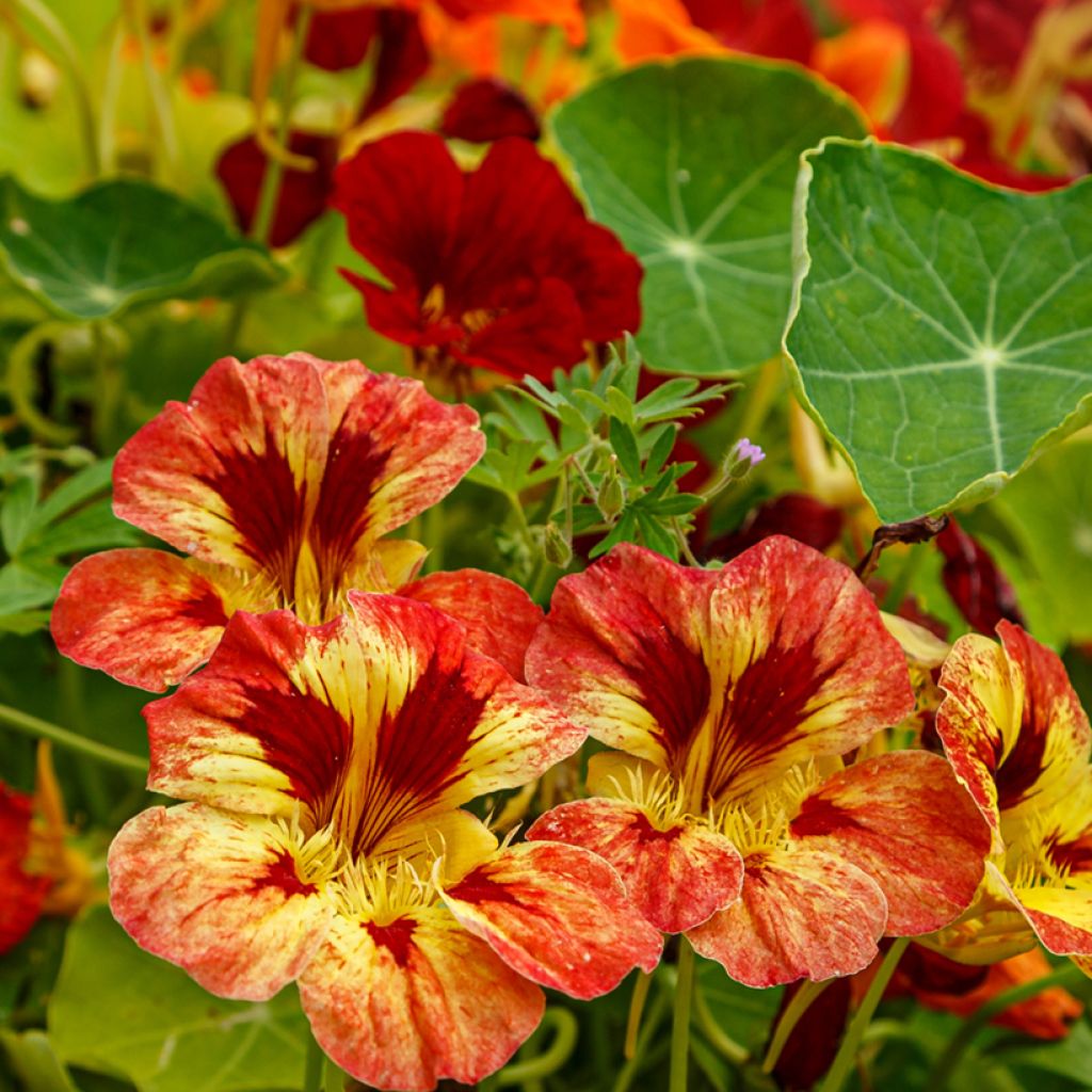 Graines de Capucine naine Ice Cream Sundae - Tropaeolum