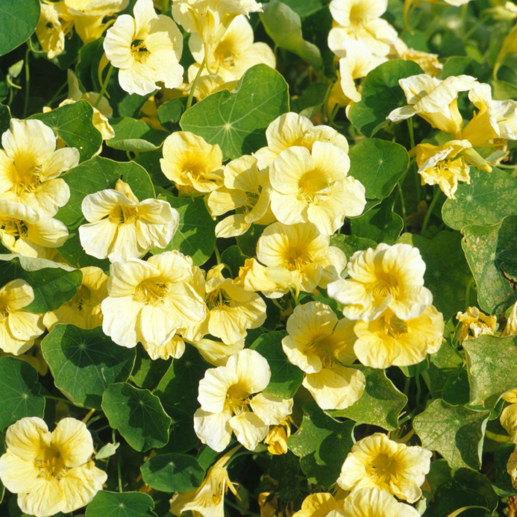 Graines de Capucine naine Milkmaid - Tropaeolum majus