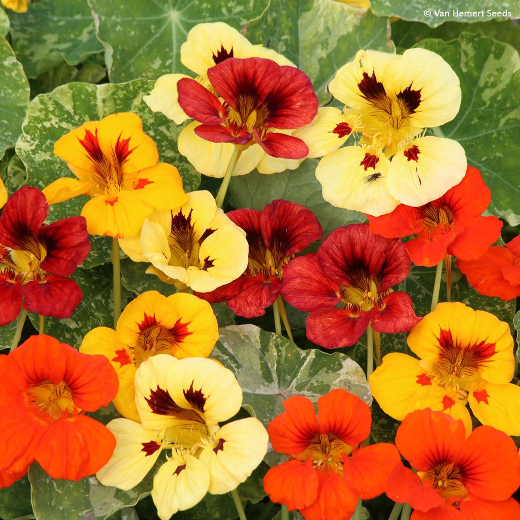 Graines de Capucine naine Mix Troika - Tropaeolum