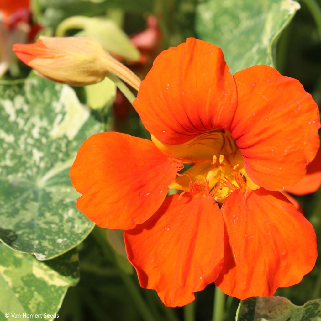 Graines de Capucine naine Orange Troika - Tropaeolum