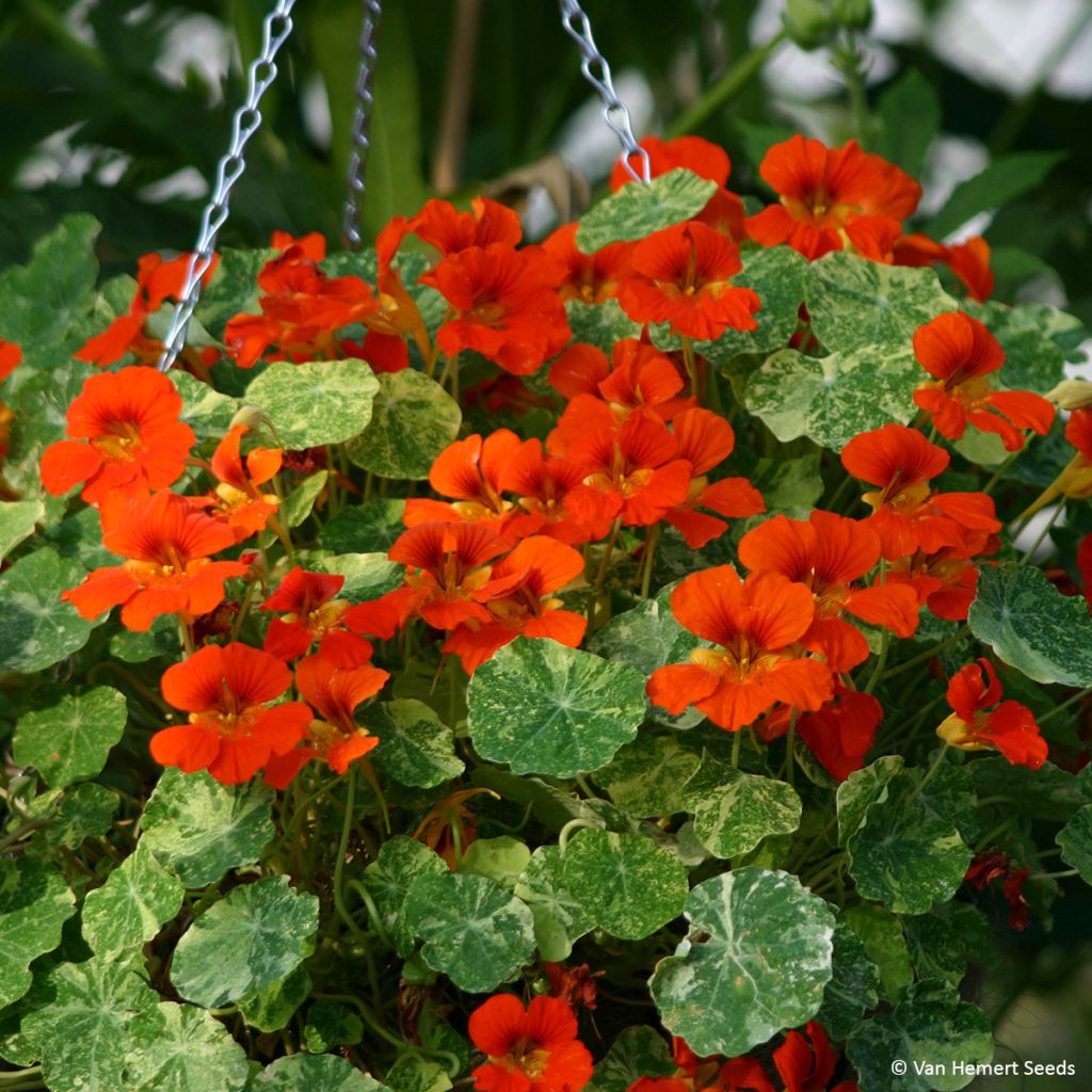 Graines de Capucine naine Orange Troika - Tropaeolum